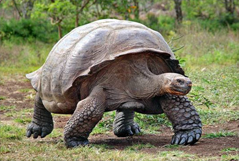 Kura-Kura Raksasa Kepulauan Galapagos