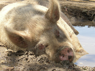 pig in mud