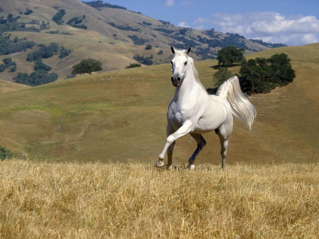 Horse Wallpapers | Free Animal Wallpapers