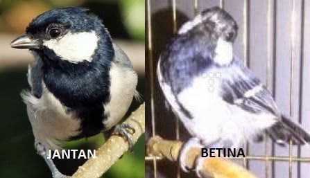 CARA MEMBEDAKAN GELATIK JANTAN DAN BETINA SECARA SIMPEL CARA MEMBEDAKAN GELATIK JANTAN DAN BETINA SECARA SIMPEL