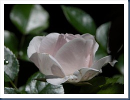 DSCN0037