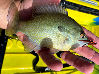 Redbreast Sunfish, Sunfish on the Fly, Fly Fishing for Sunfish, Fly Fishing the South Llano, South Llano River, Texas Fly Fishing, Fly Fishing Texas, Pat Kellner, Dac Collins, Spring-Fed Adventures