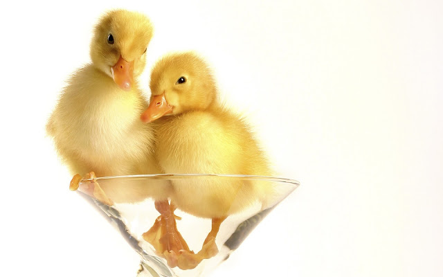 ducklings, glass, funny pictures