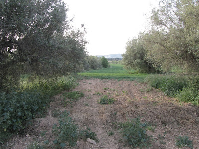 Carrerada de Vilafranca del Penedès a Montblanc al seu pas entre vinyes i camps de conreu