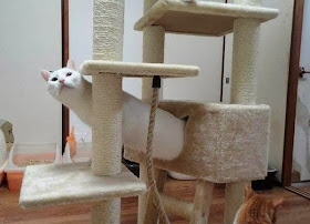 Funny cats - part 91 (40 pics + 10 gifs), cat playing at cat tree