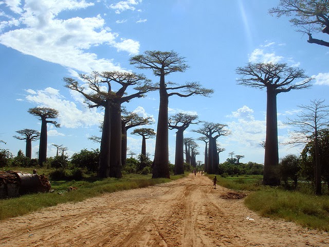 Avenue Of Baobabs