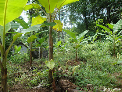 Banana Trees