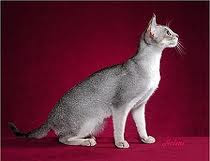 Silver Abyssinian Cat