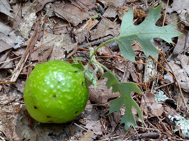 oak apple gall