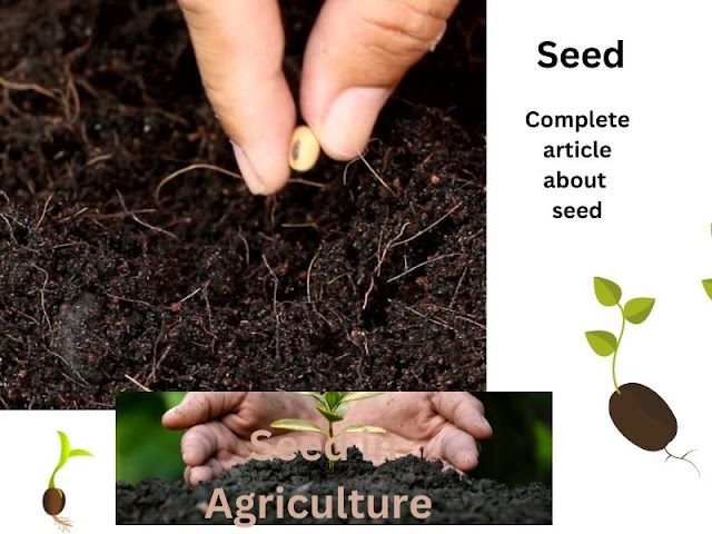 Seed in Agriculture 