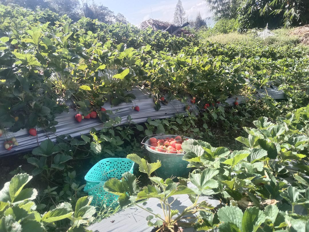 Kebun Strawberry Purba Family&Farm Berastagi