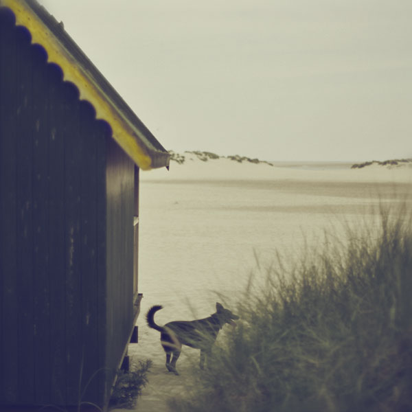 Beach Dog. Photograph by Tim Irving