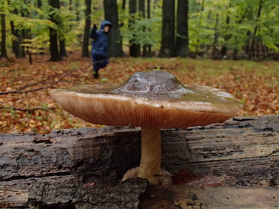 grzyby 2018, grzyby w październiku, grzyby na Śląsku, grzyby jesienne, grzyby zimowe, boczniaki, czubajki, borowiki, grzyby nadrzewne