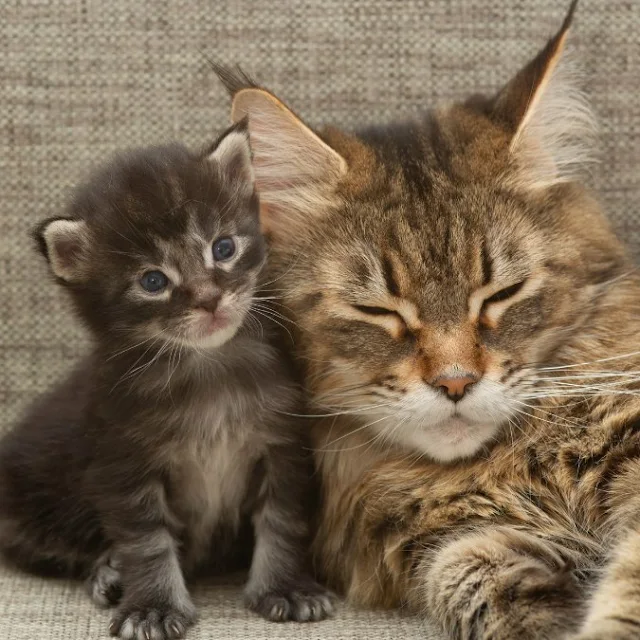 Tabby Maine Coon mother and her kitten