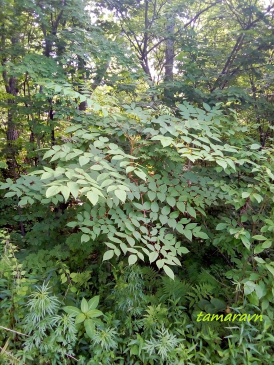 Аралия высокая / Аралия маньчжурская (Aralia elata, =Aralia mandshurica)