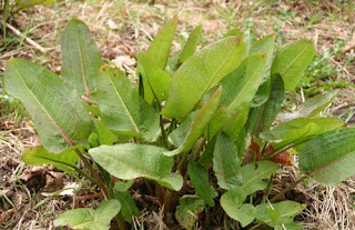 Лапад / Rumex obtusifolius