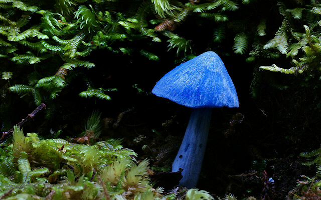 New Zealand mushroom