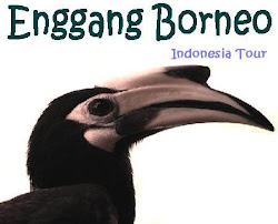 ENGGANG Borneo Indonesia Tour Services
