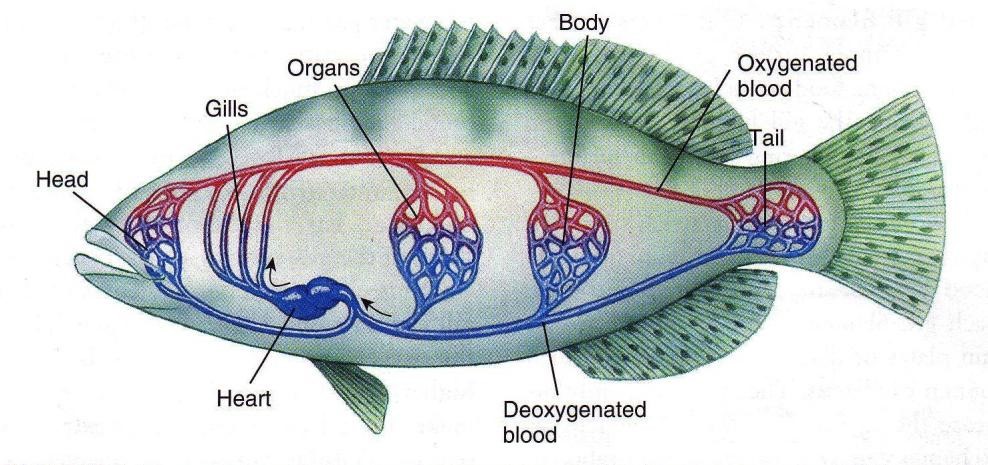  Organ  Tubuh  Ikan Blog Kesehatan Anda