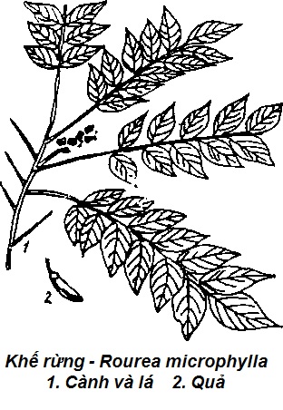 Khế rừng - Rourea microphylla - THÔNG TIỂU TIỆN VÀ THÔNG MẬT
