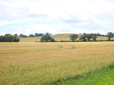 Amazing Crop Circle