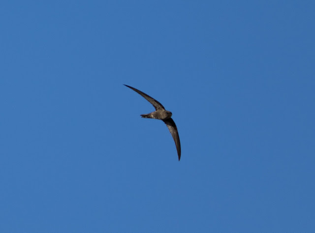 Plain Swift - Playa de las Américas, Tenerife