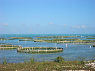 Ponds for the almost grown conch