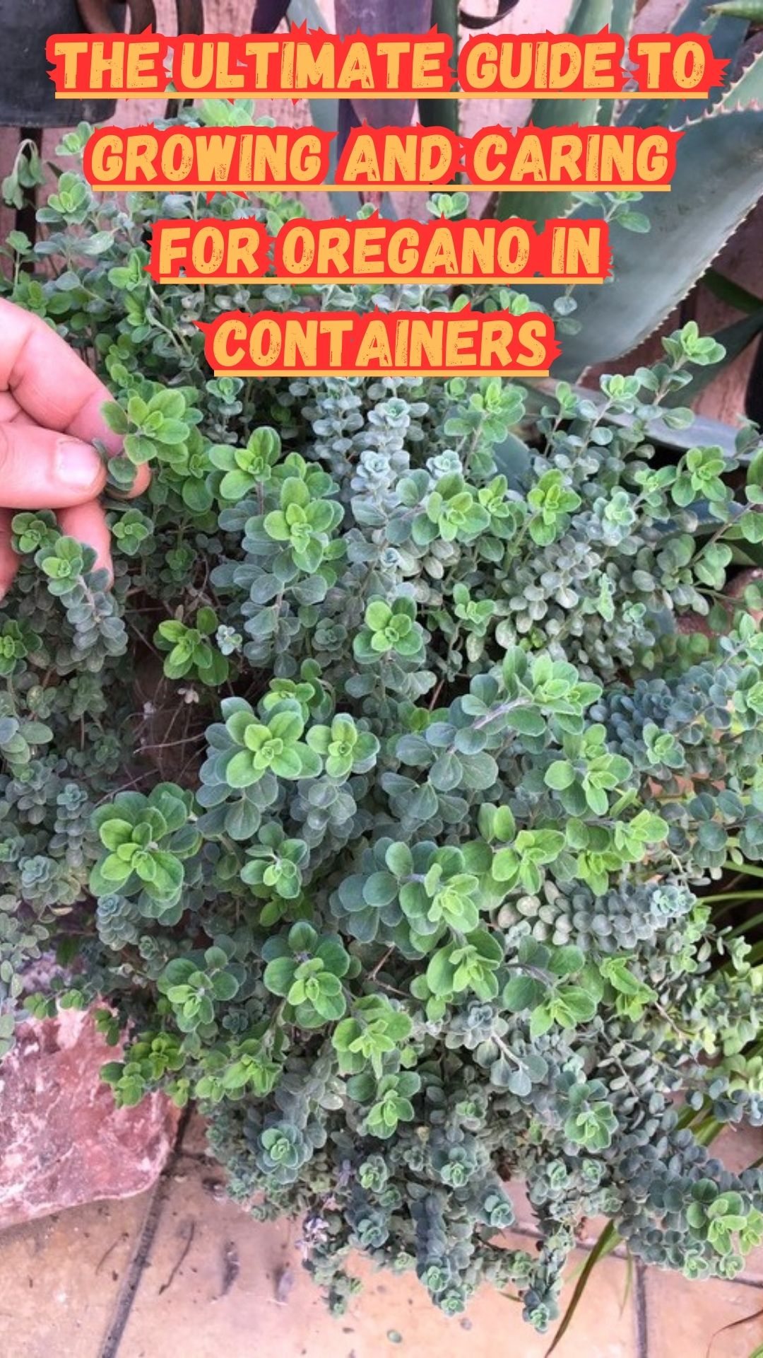Cultivating oregano in containers not only provides a practical solution for limited space but also opens a gateway to a world of flavors and aromatic delights. The joy of nurturing a thriving herb garden, witnessing the growth of fresh, vibrant leaves, and reaping the rewards in your culinary and wellness pursuits is truly fulfilling.