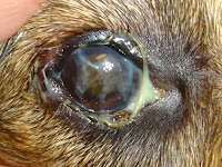 Dog Eye Treatment1