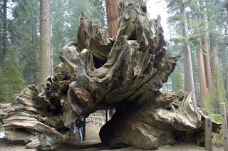 Redwood national park with nice view