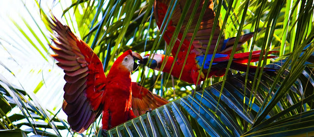 a Bella e o Mundo - Benedetti Parrots