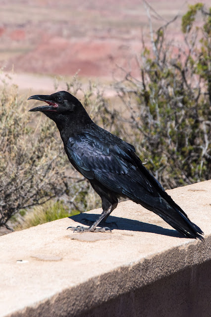 Raven, Petrified Forest National Park