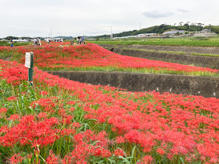 矢勝川の彼岸花 愛知県半田市