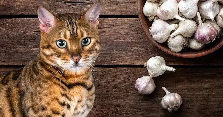 هل تستطيع القطط تناول الثوم؟