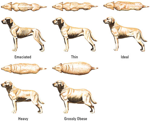 Dogmantics Dog Training Blog: Does your dog have a waist?