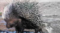 Porcupine pictures_Hystrix cristata