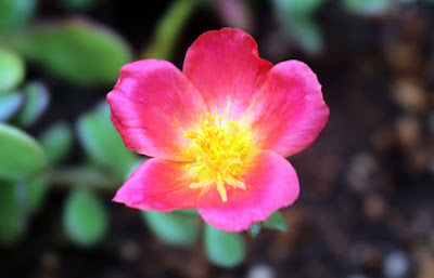 ポーチュラカ　曇りの日や日陰など日の当たらない時は花が開かない