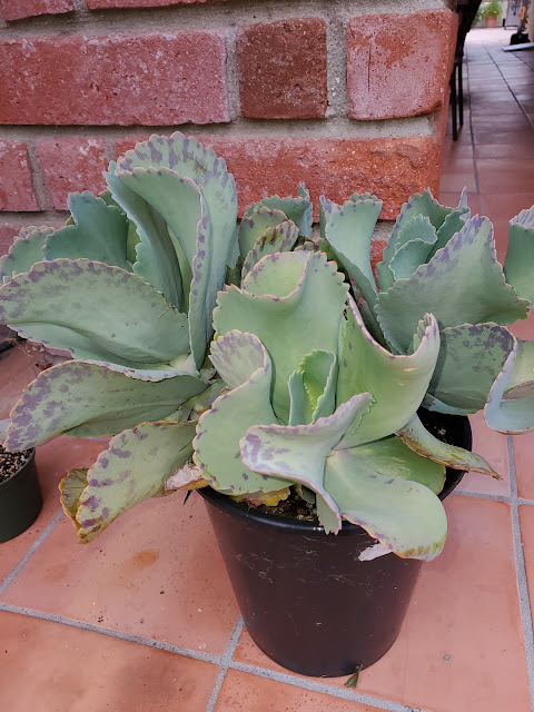 Kalanchoe marmorata plant in black pot against brick wall