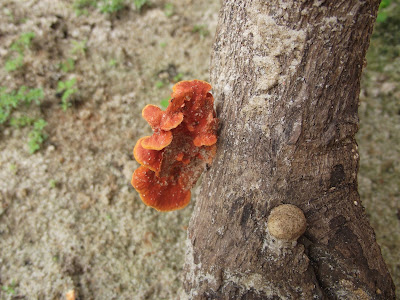 (Pycnoporus sanguineus)