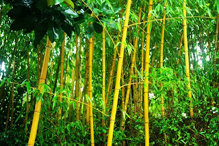Luarca, Jardines de la Fonte Baixa, bambú