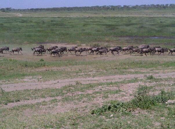 Serengeti National Park Tanzania