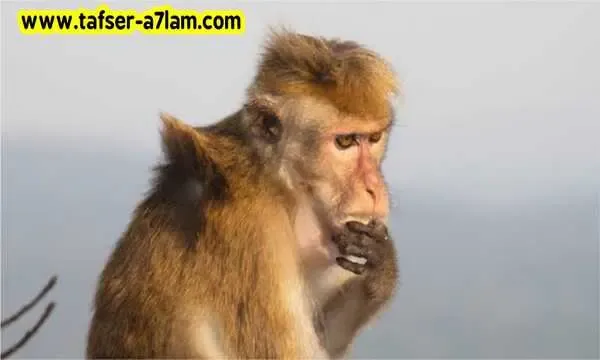 رؤية القرد في المنام