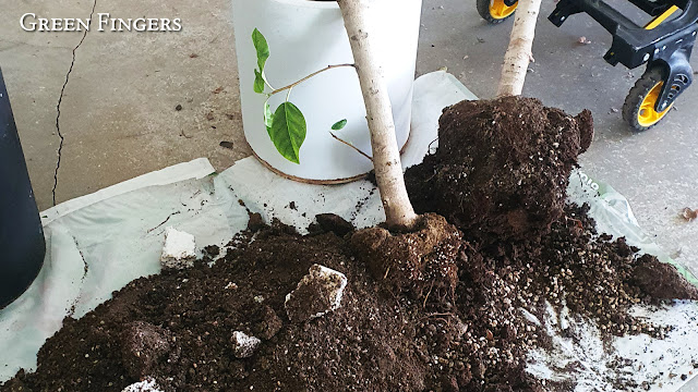 Large rubber plant repotted into breathable pot