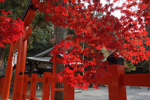 吉田神社紅葉 京都市 ほんまにまっ赤や Last Tango In 丹後