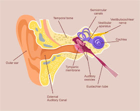 Human Inner Ear Anatomy, via Adobe Stock