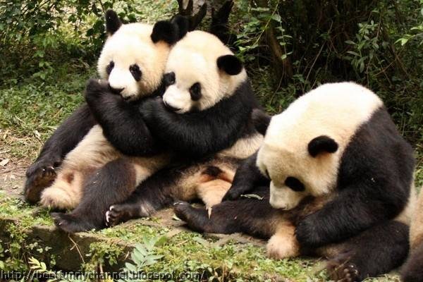 panda bears pictures 4
