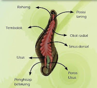 Terapi Lintah | Terapi Lintah Banjarmasin