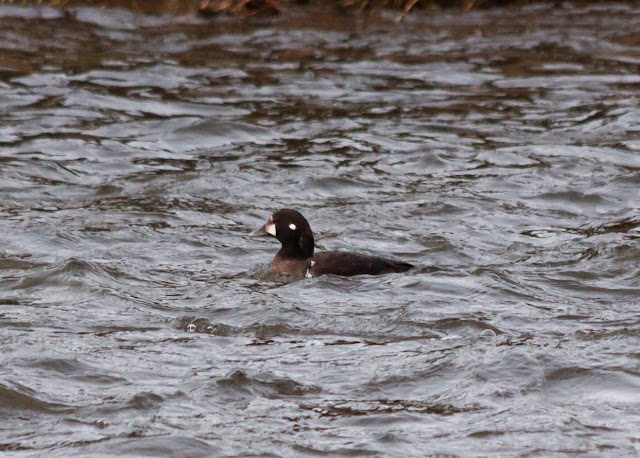 Harlequin Duck - River Don, Aberdeenshire