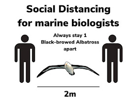 Social distancing for marine biologists: Always stay 1 blac-browed albatross apart