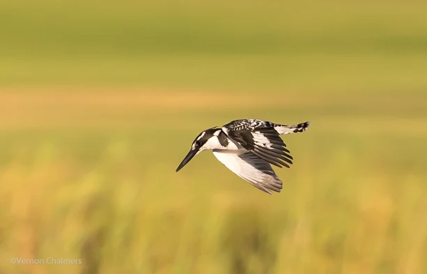 Birds in Flight Photography with Canon EOS 6D /  EF 70-300mm f/4-5.6L IS USM Lens